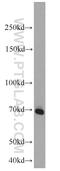 Syndecan 3 antibody, 10886-1-AP, Proteintech Group, Western Blot image 