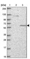MPN Domain Containing antibody, PA5-61011, Invitrogen Antibodies, Western Blot image 