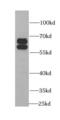 BAI1 Associated Protein 2 antibody, FNab00793, FineTest, Western Blot image 