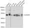 SLC9A3 Regulator 1 antibody, 13-051, ProSci, Western Blot image 