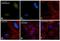 Cyclin B2 antibody, PA5-29233, Invitrogen Antibodies, Immunofluorescence image 