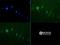 Jhdm2a antibody, NBP1-49601, Novus Biologicals, Immunofluorescence image 