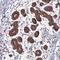 Diacylglycerol Kinase Delta antibody, HPA049101, Atlas Antibodies, Immunohistochemistry paraffin image 