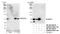 Fidgetin Like 1 antibody, NB100-2355, Novus Biologicals, Western Blot image 