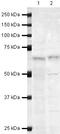 Leucine Rich Glioma Inactivated 1 antibody, PA5-19566, Invitrogen Antibodies, Western Blot image 