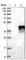 Nucleoporin 35 antibody, HPA018410, Atlas Antibodies, Western Blot image 