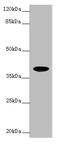 Formyl Peptide Receptor 2 antibody, A59154-100, Epigentek, Western Blot image 