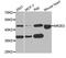 Pnr antibody, LS-C334576, Lifespan Biosciences, Western Blot image 