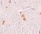 Protein shisa-9 antibody, PA5-21058, Invitrogen Antibodies, Immunohistochemistry paraffin image 