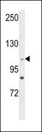 Centrosomal Protein 128 antibody, LS-C167916, Lifespan Biosciences, Western Blot image 