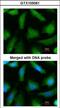 Proteasome Subunit Alpha 6 antibody, LS-C185682, Lifespan Biosciences, Immunocytochemistry image 