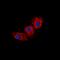 Cadherin Related 23 antibody, orb234778, Biorbyt, Immunocytochemistry image 