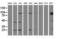 Ubiquitin Conjugating Enzyme E2 E3 antibody, LS-C175109, Lifespan Biosciences, Western Blot image 