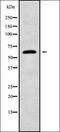 G-Patch Domain Containing 8 antibody, orb338318, Biorbyt, Western Blot image 