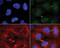 Cell Division Cycle 14B antibody, 34-8900, Invitrogen Antibodies, Immunofluorescence image 