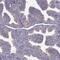 Chromosome 9 Open Reading Frame 116 antibody, NBP2-68830, Novus Biologicals, Immunofluorescence image 