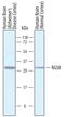 Regulator of G-protein signaling 8 antibody, AF6880, R&D Systems, Western Blot image 