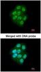 Mitogen-Activated Protein Kinase Kinase Kinase 9 antibody, NBP1-33704, Novus Biologicals, Immunofluorescence image 