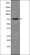 Synapsin II antibody, orb336174, Biorbyt, Western Blot image 