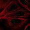 GATA Binding Protein 4 antibody, HPA073899, Atlas Antibodies, Immunofluorescence image 