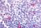 Cannabinoid Receptor 2 antibody, GTX78033, GeneTex, Immunohistochemistry paraffin image 