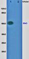 Cytochrome P450 Family 3 Subfamily A Member 4 antibody, orb13361, Biorbyt, Western Blot image 