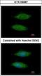 Membrane Anchored Junction Protein antibody, LS-C185829, Lifespan Biosciences, Immunocytochemistry image 