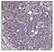 CD85j antibody, A03208-1, Boster Biological Technology, Immunohistochemistry paraffin image 