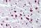 Histone H2B antibody, MBS241838, MyBioSource, Immunohistochemistry paraffin image 