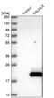 Calmodulin Like 5 antibody, HPA040725, Atlas Antibodies, Western Blot image 