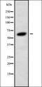 Glucagon-like peptide 2 receptor antibody, orb336401, Biorbyt, Western Blot image 