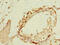 NIMA Related Kinase 11 antibody, CSB-PA844052LA01HU, Cusabio, Immunohistochemistry frozen image 