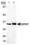 Perilipin 5 antibody, PA1-46215, Invitrogen Antibodies, Western Blot image 