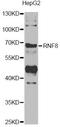 E3 ubiquitin-protein ligase RNF8 antibody, A7302, ABclonal Technology, Western Blot image 