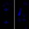 Aurora Kinase A antibody, NB100-2371, Novus Biologicals, Immunofluorescence image 
