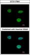 Interferon Induced Protein 35 antibody, GTX117641, GeneTex, Immunofluorescence image 