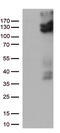 Transient Receptor Potential Cation Channel Subfamily V Member 2 antibody, M02786, Boster Biological Technology, Western Blot image 