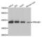 Protein Kinase AMP-Activated Non-Catalytic Subunit Beta 1 antibody, abx002967, Abbexa, Western Blot image 