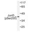 JunD Proto-Oncogene, AP-1 Transcription Factor Subunit antibody, AP01624PU-N, Origene, Western Blot image 