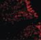 MHC Class I Polypeptide-Related Sequence A antibody, LS-B1377, Lifespan Biosciences, Immunofluorescence image 
