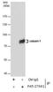 Calpain 1 antibody, PA5-27681, Invitrogen Antibodies, Immunoprecipitation image 