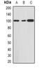 HDAC7 antibody, abx225212, Abbexa, Western Blot image 