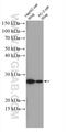 Mitochondrial Ribosomal Protein S7 antibody, 26828-1-AP, Proteintech Group, Western Blot image 