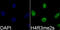 Histone Cluster 4 H4 antibody, GTX33909, GeneTex, Immunofluorescence image 