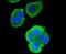 Runt-related transcription factor 1 antibody, NBP2-67779, Novus Biologicals, Immunofluorescence image 