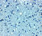 Vesicle Transport Through Interaction With T-SNAREs 1A antibody, 8287, ProSci, Immunohistochemistry frozen image 