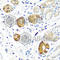 SGSH antibody, A8148, ABclonal Technology, Immunohistochemistry paraffin image 