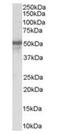 Neuropeptide Y Receptor Y5 antibody, orb19021, Biorbyt, Western Blot image 