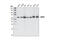 Protein Kinase AMP-Activated Catalytic Subunit Alpha 1 antibody, 2793S, Cell Signaling Technology, Western Blot image 