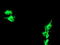 Kga antibody, TA504139, Origene, Immunofluorescence image 